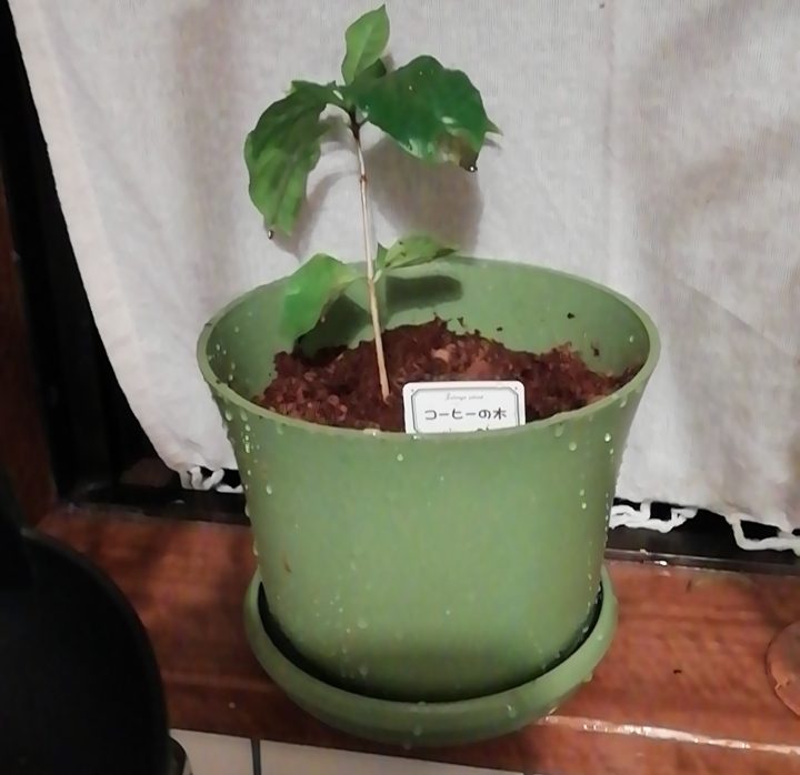人間生活　食事　